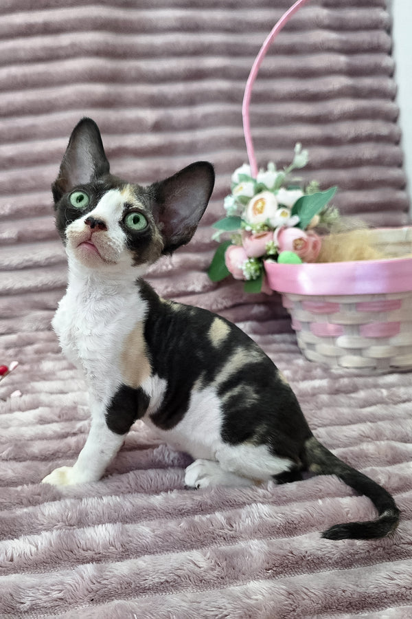 Dulcinea | Devon Rex Kitten