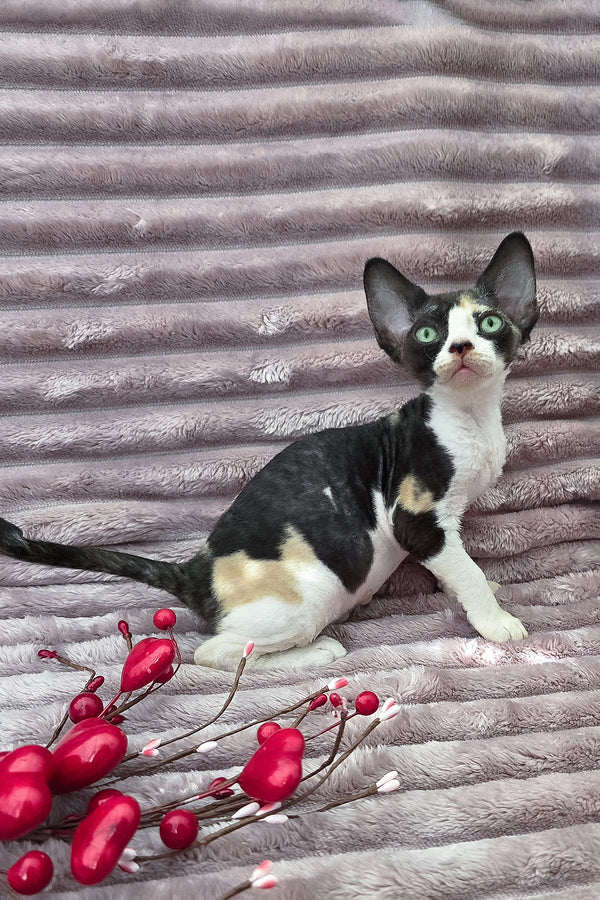 Dulcinea | Devon Rex Kitten