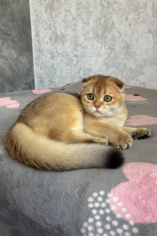 Dumas | Scottish Fold Kitten