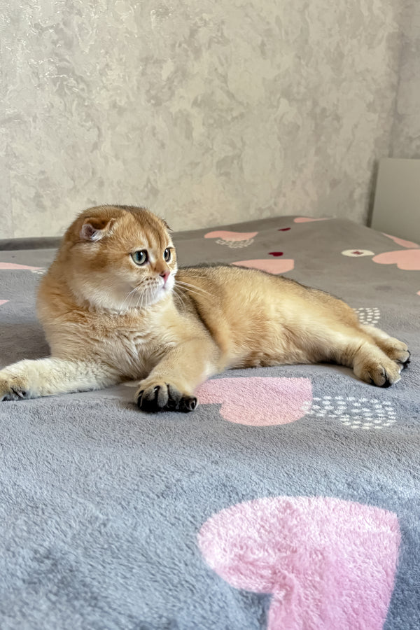 Dumas | Scottish Fold Kitten