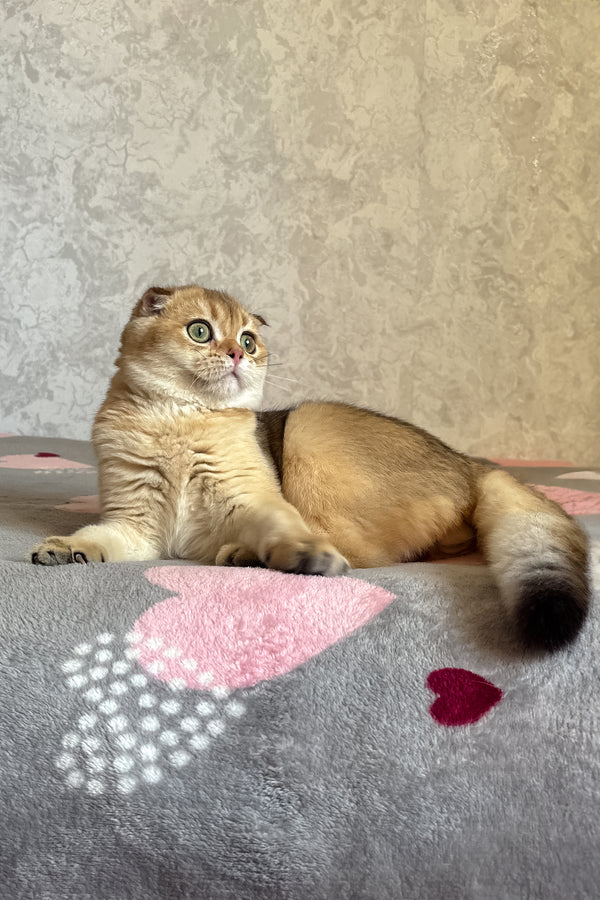 Dumas | Scottish Fold Kitten