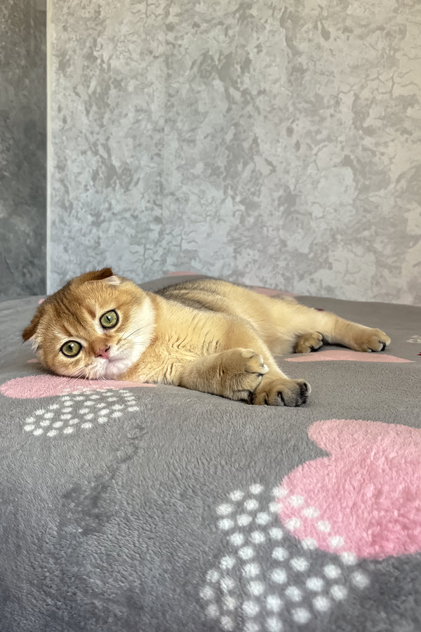 Dumas | Scottish Fold Kitten