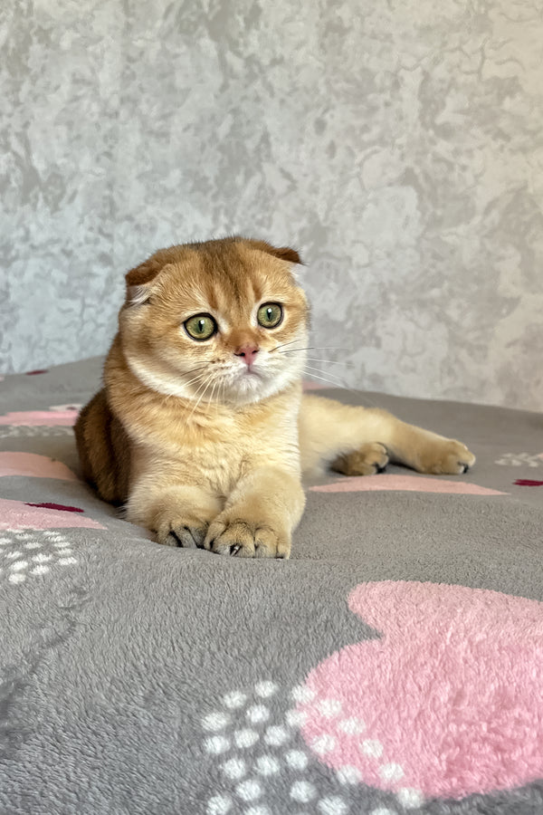 Dumas | Scottish Fold Kitten