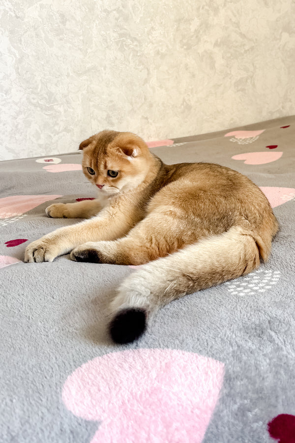 Dumas | Scottish Fold Kitten