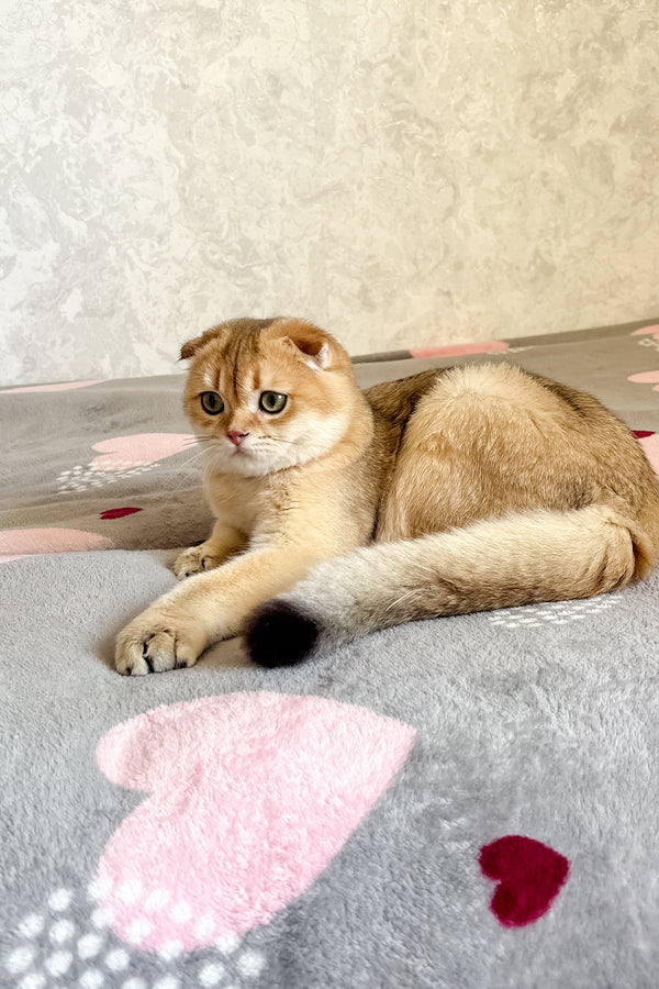 Dumas | Scottish Fold Kitten