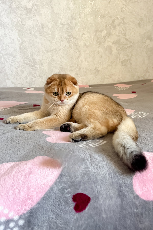 Dumas | Scottish Fold Kitten