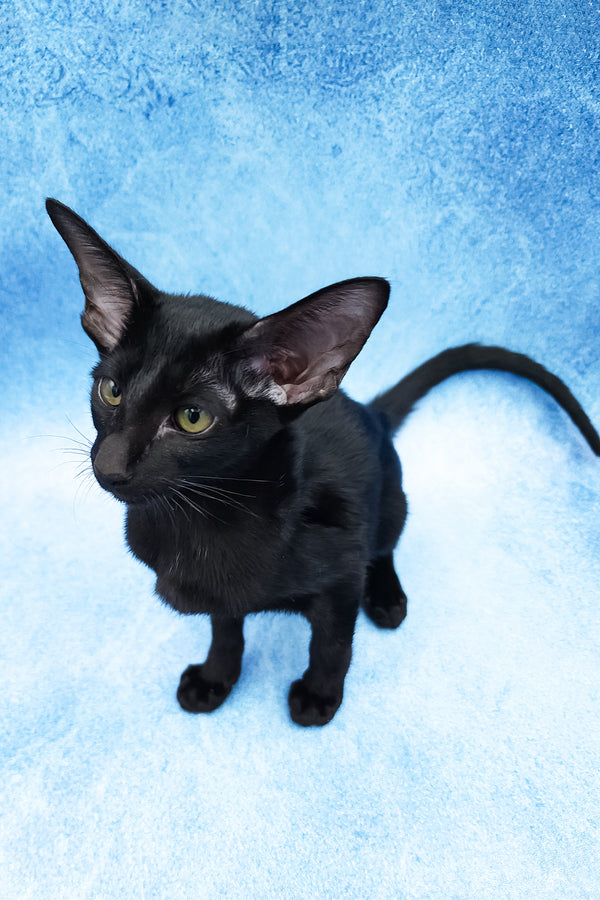 Dunah | Oriental Shorthair Kitten
