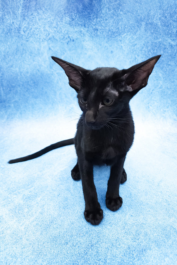 Dunah | Oriental Shorthair Kitten