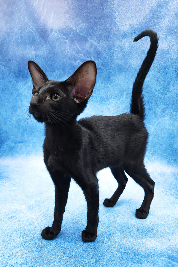 Dunah | Oriental Shorthair Kitten