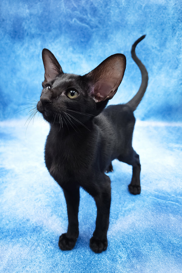 Dunah | Oriental Shorthair Kitten