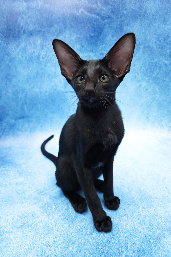 Dunah | Oriental Shorthair Kitten