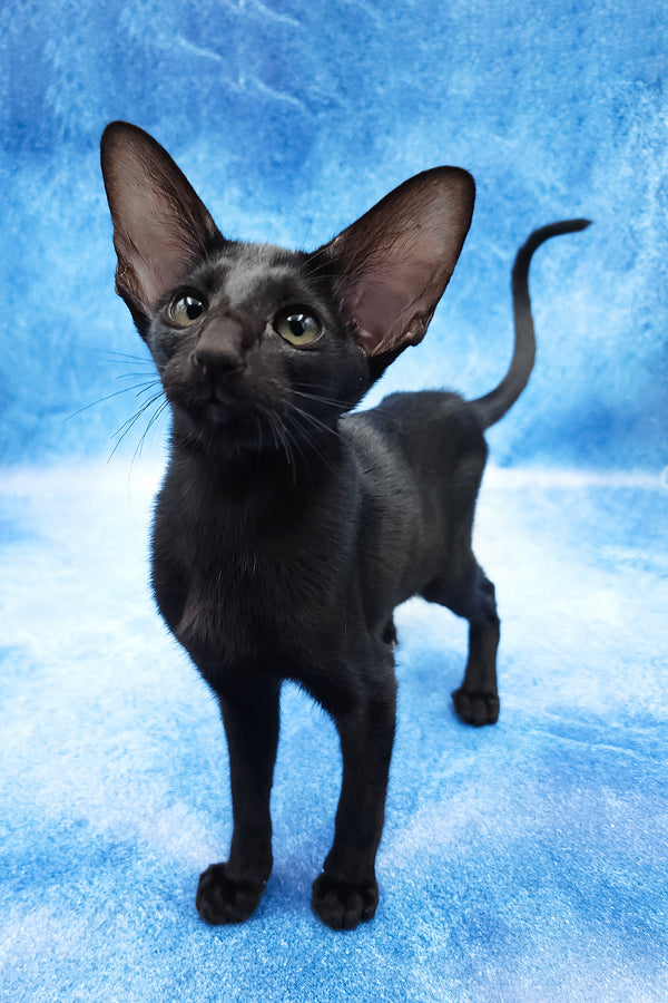 Dunah | Oriental Shorthair Kitten