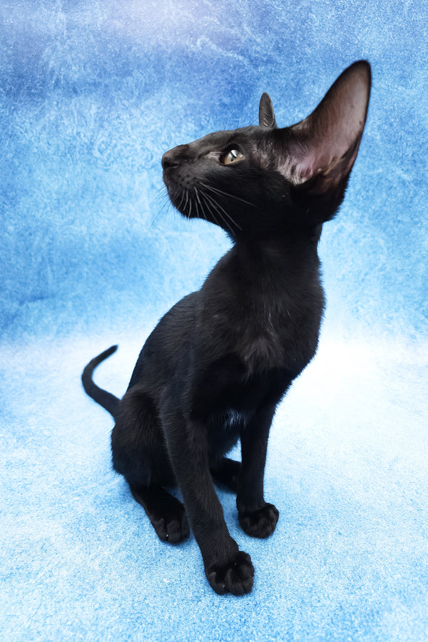 Dunah | Oriental Shorthair Kitten