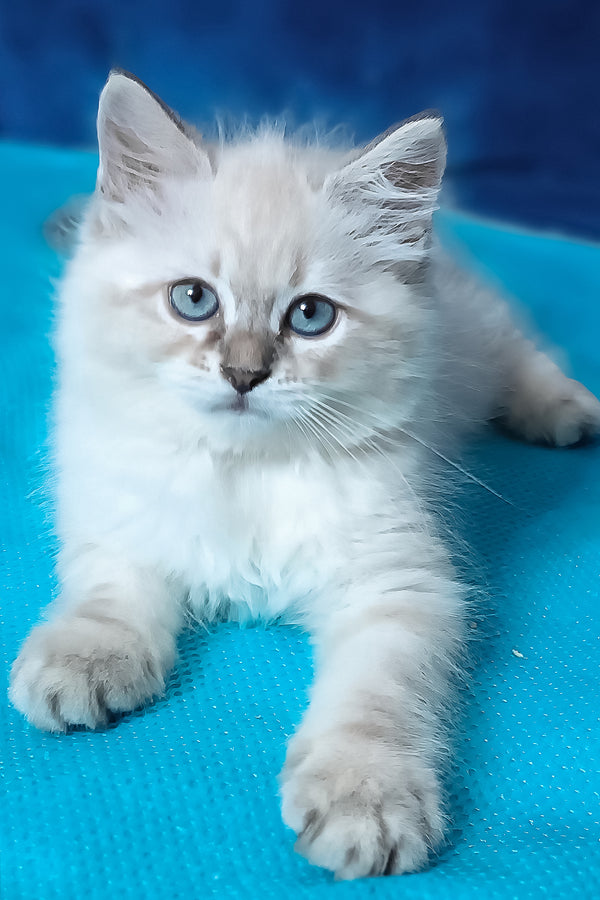 Duncan | Siberian Kitten