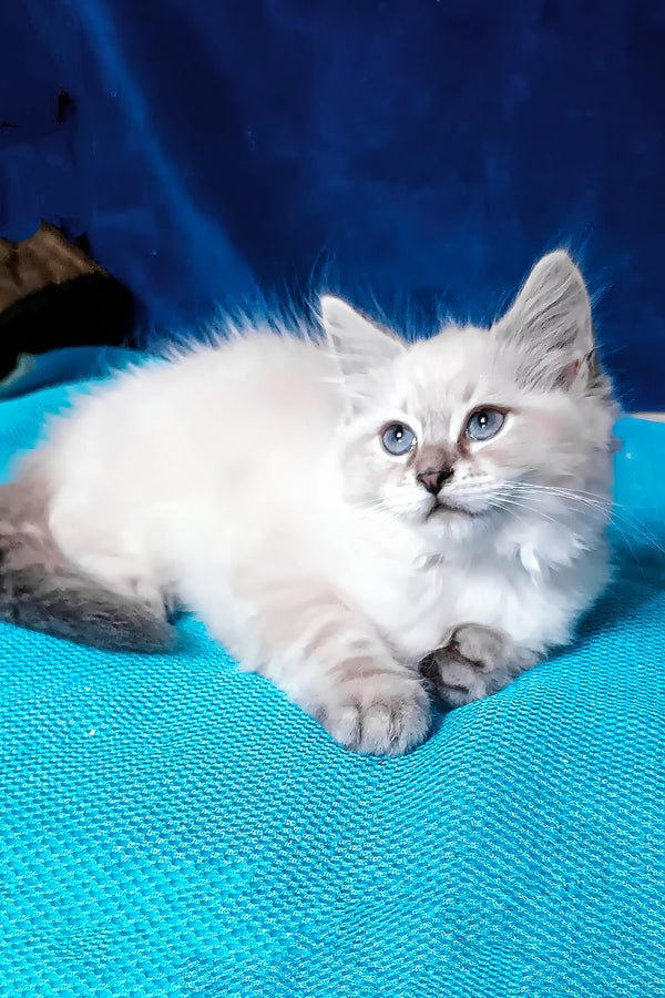 Duncan | Siberian Kitten