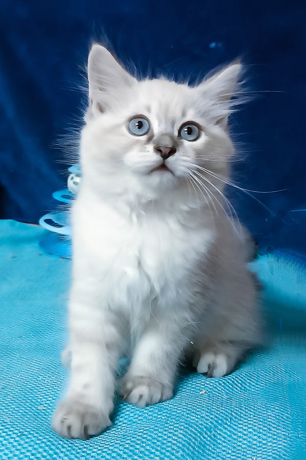 Duncan | Siberian Kitten