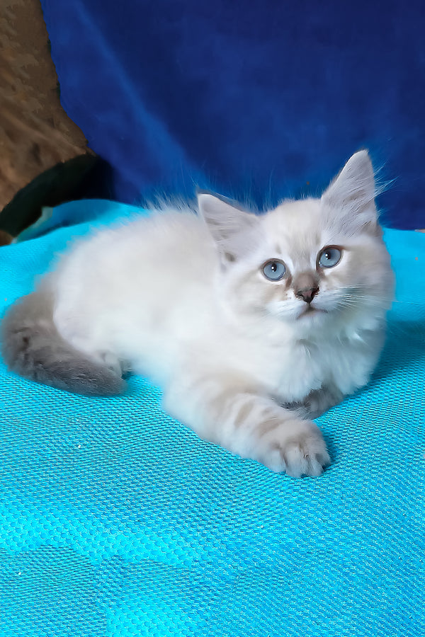 Duncan | Siberian Kitten