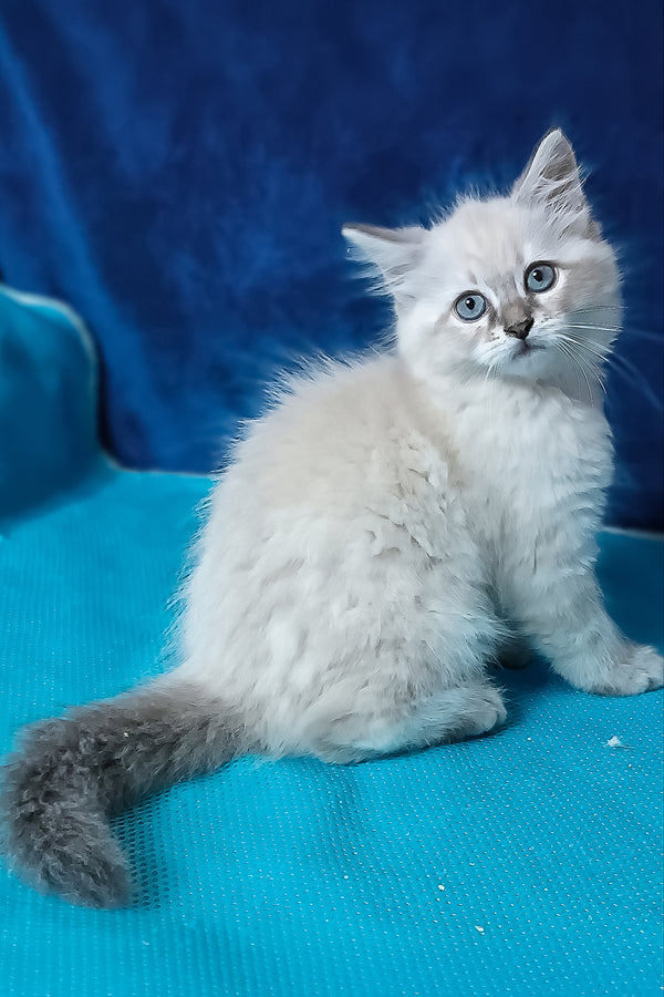 Duncan | Siberian Kitten