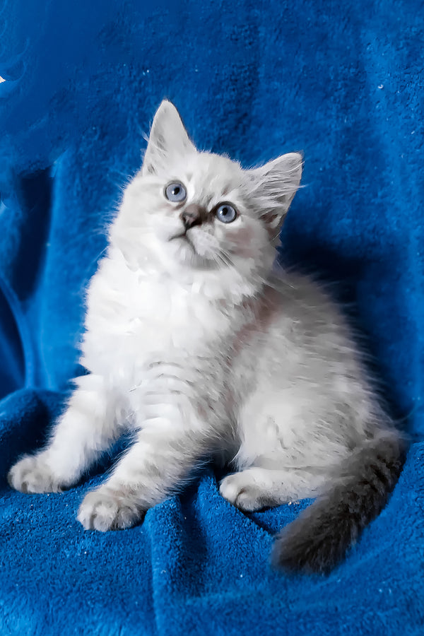 Duncan | Siberian Kitten