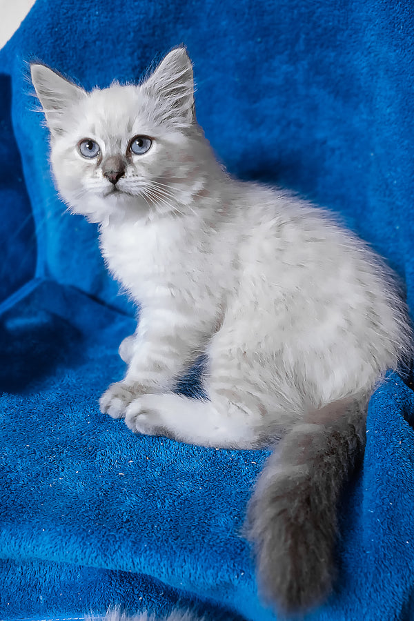 Duncan | Siberian Kitten