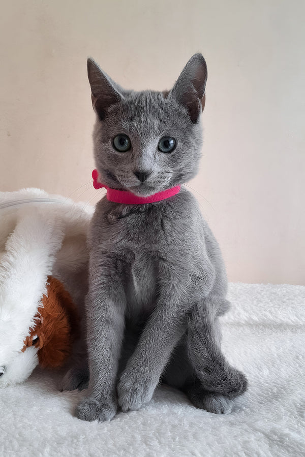 Dune | Russian Blue Kitten