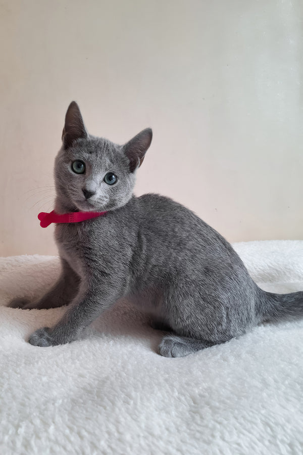 Dune | Russian Blue Kitten