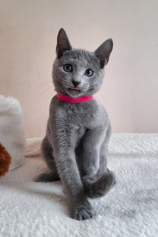 Dune | Russian Blue Kitten