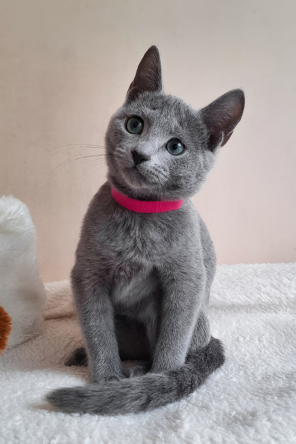 Dune | Russian Blue Kitten
