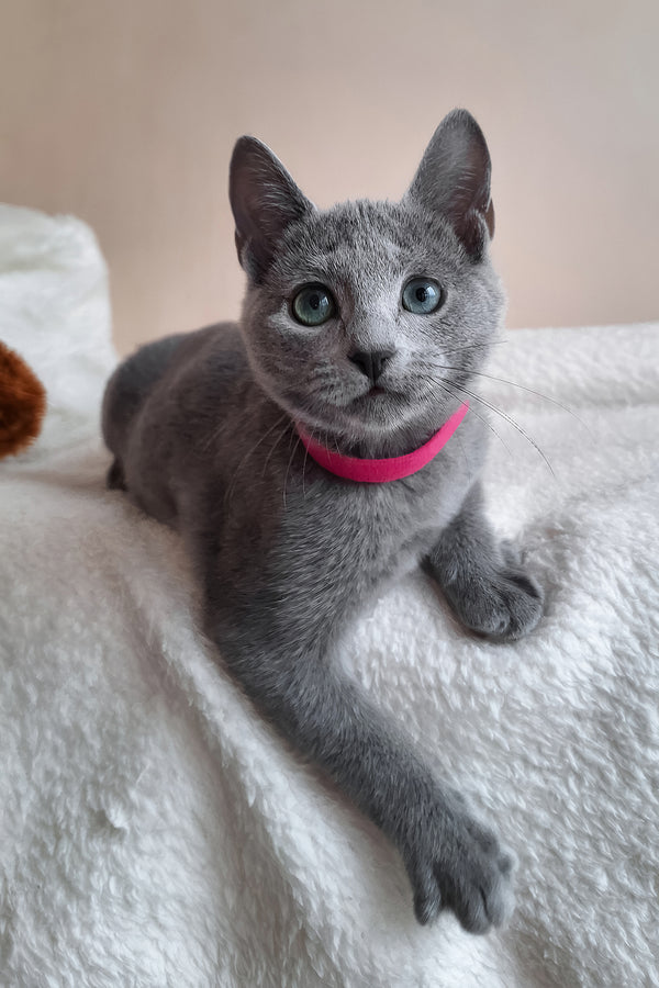 Dune | Russian Blue Kitten
