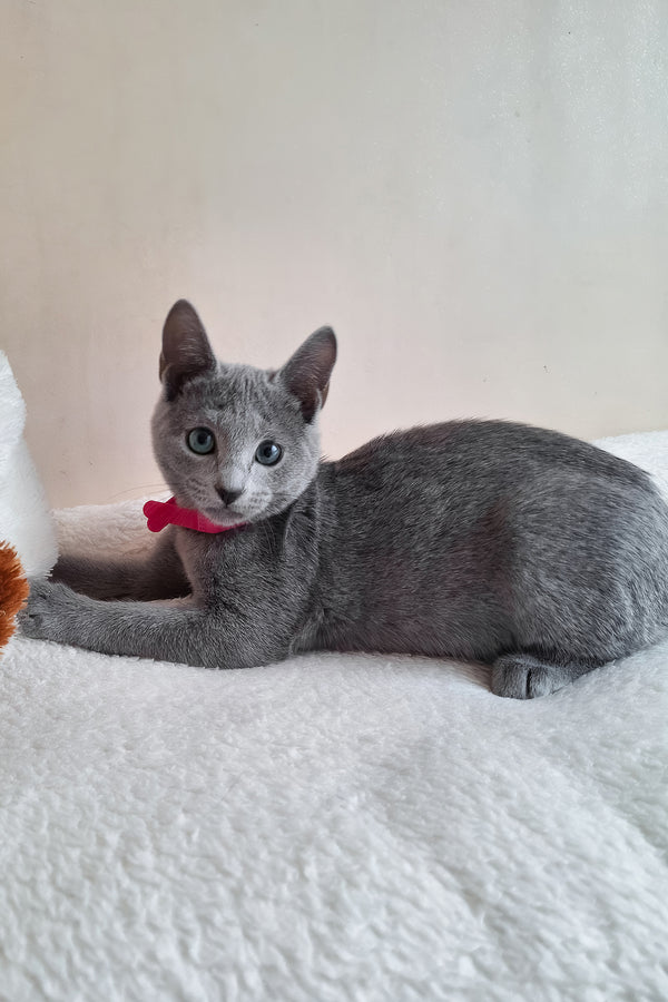 Dune | Russian Blue Kitten