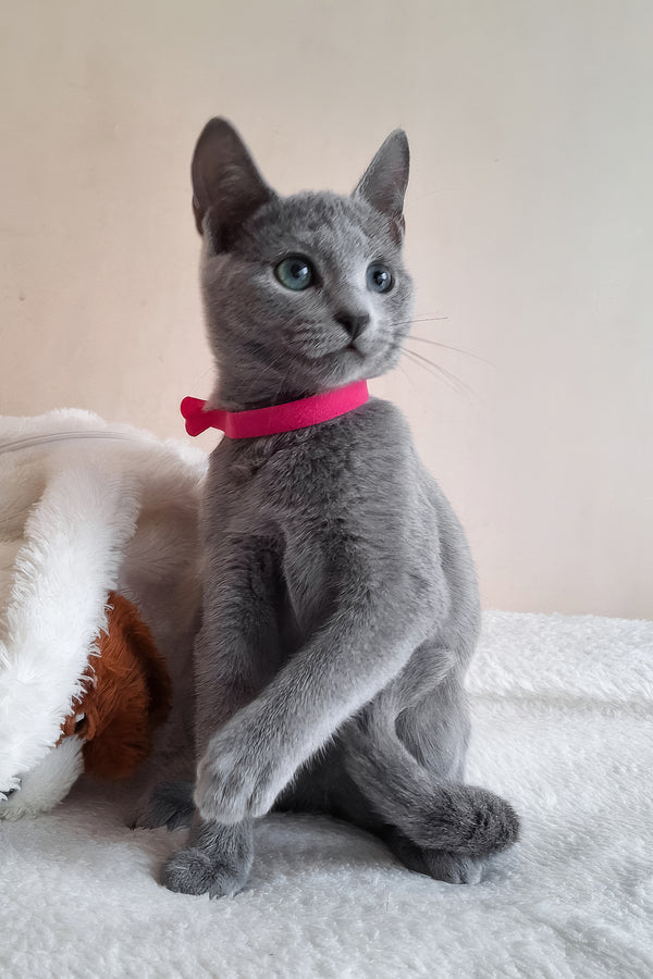 Dune | Russian Blue Kitten
