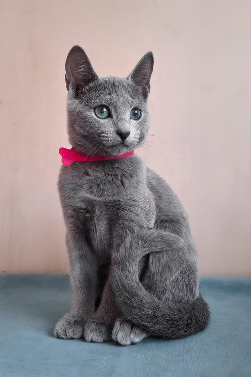 Dune | Russian Blue Kitten
