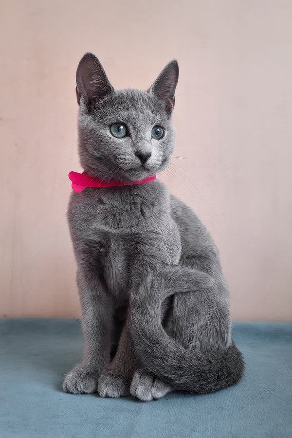Dune | Russian Blue Kitten