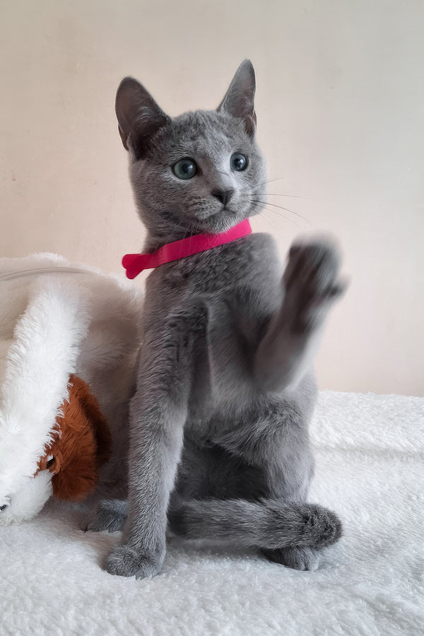 Dune | Russian Blue Kitten