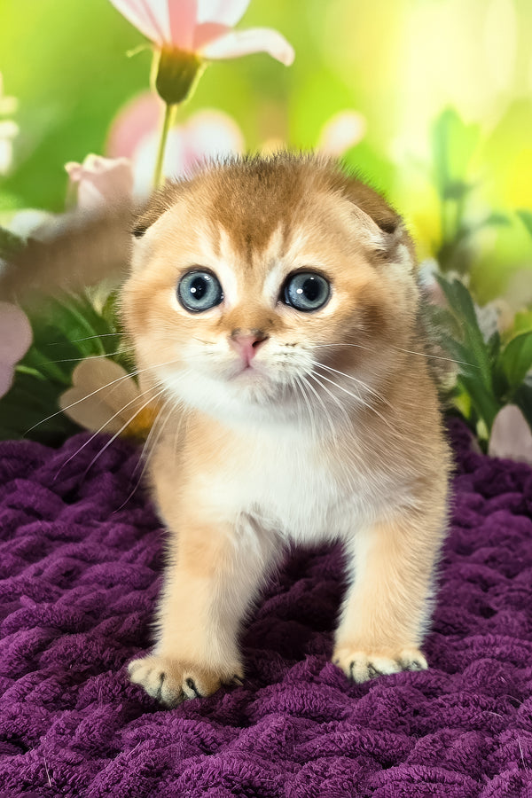 Duchess | Scottish Fold Kitten