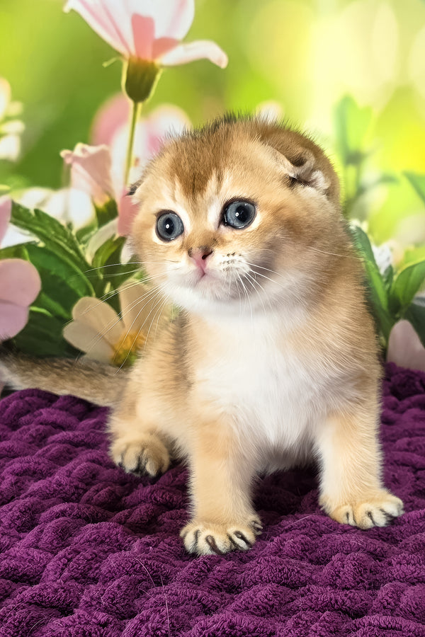 Duchess | Scottish Fold Kitten