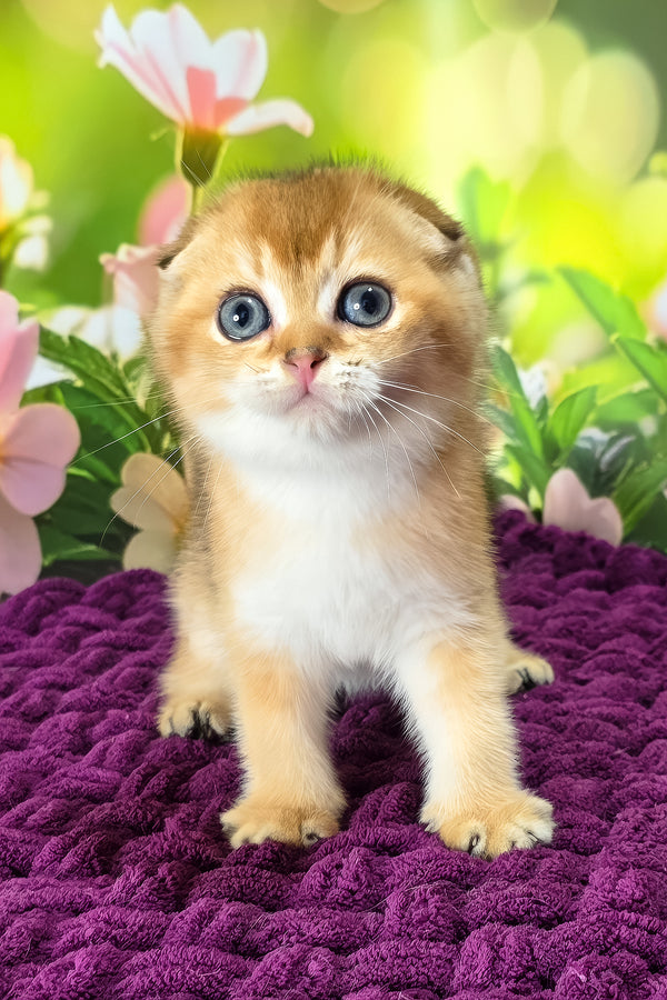 Duchess | Scottish Fold Kitten
