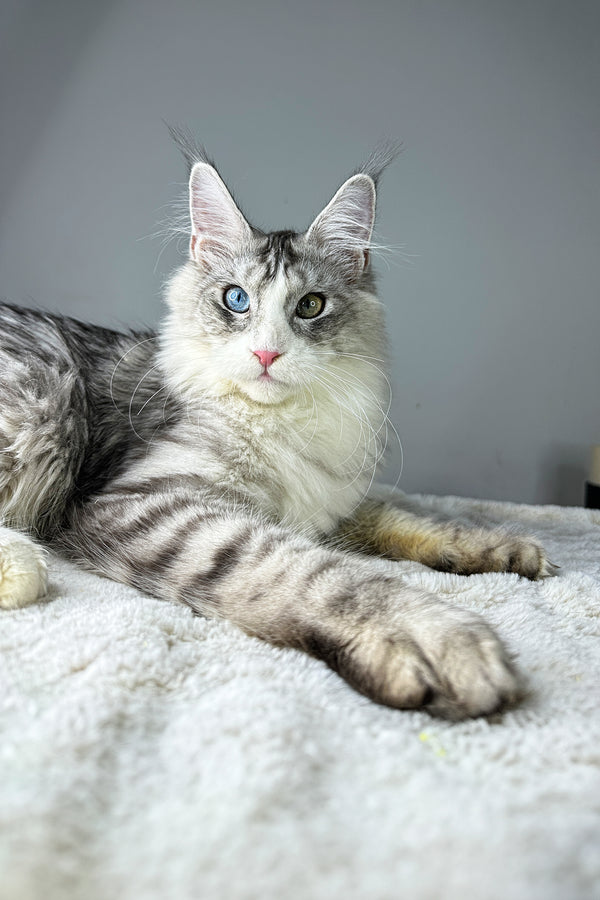 Dylan | Maine Coon Kitten