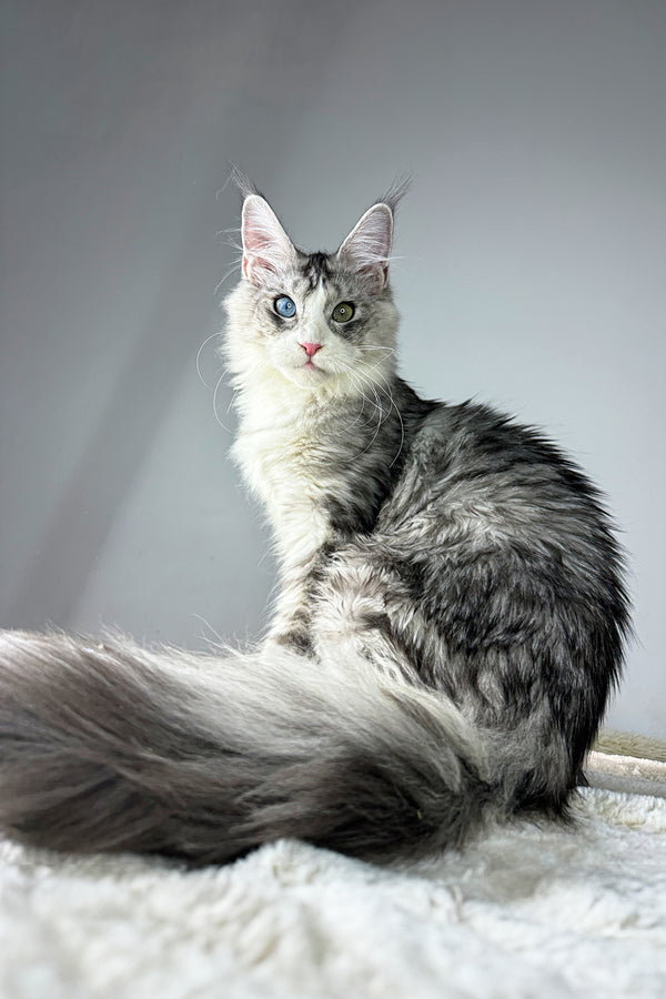 Dylan | Maine Coon Kitten