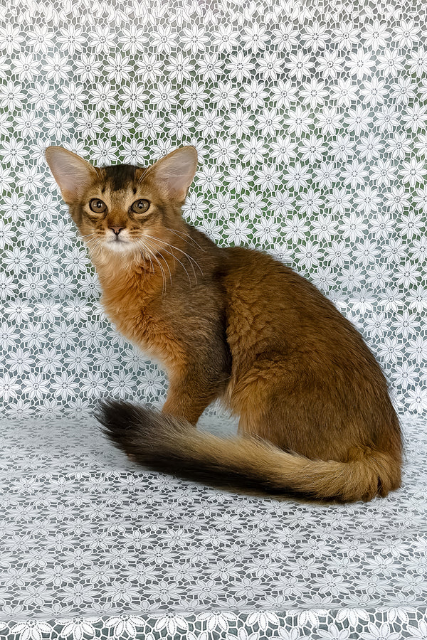 Dzhenifer | Somali Kitten