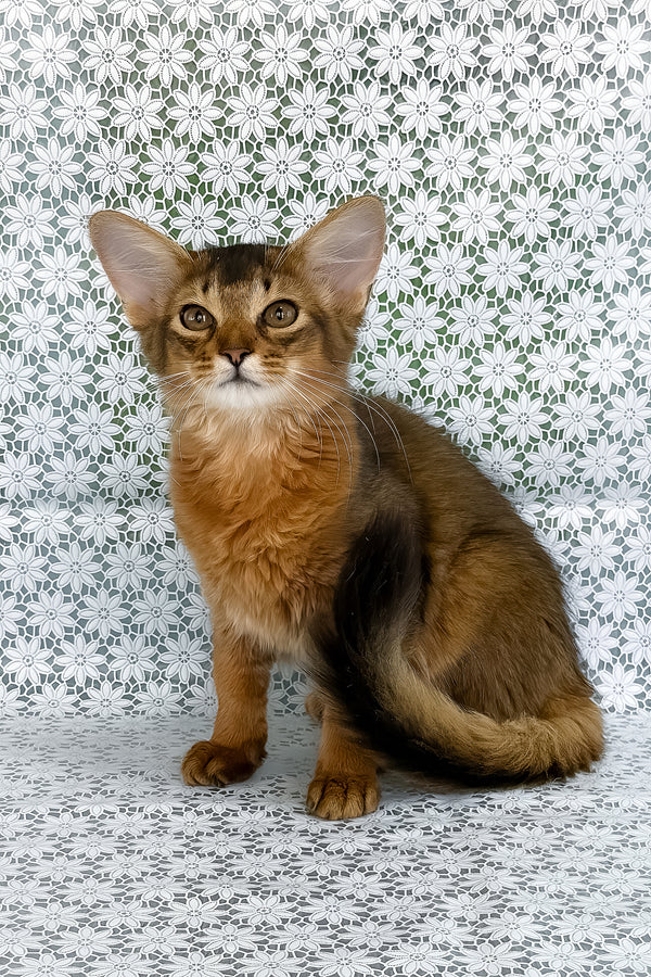 Dzhenifer | Somali Kitten