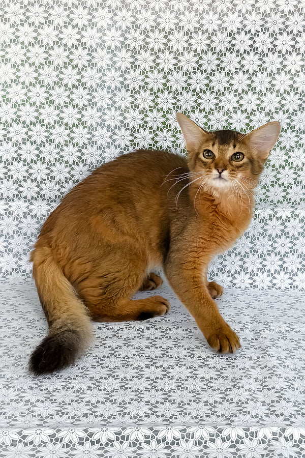 Dzhenifer | Somali Kitten