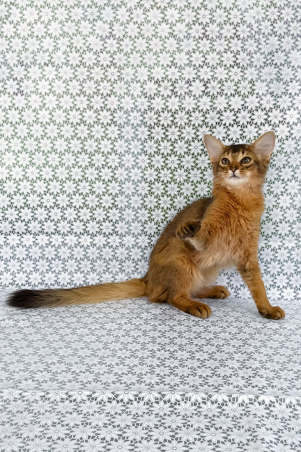 Dzhenifer | Somali Kitten