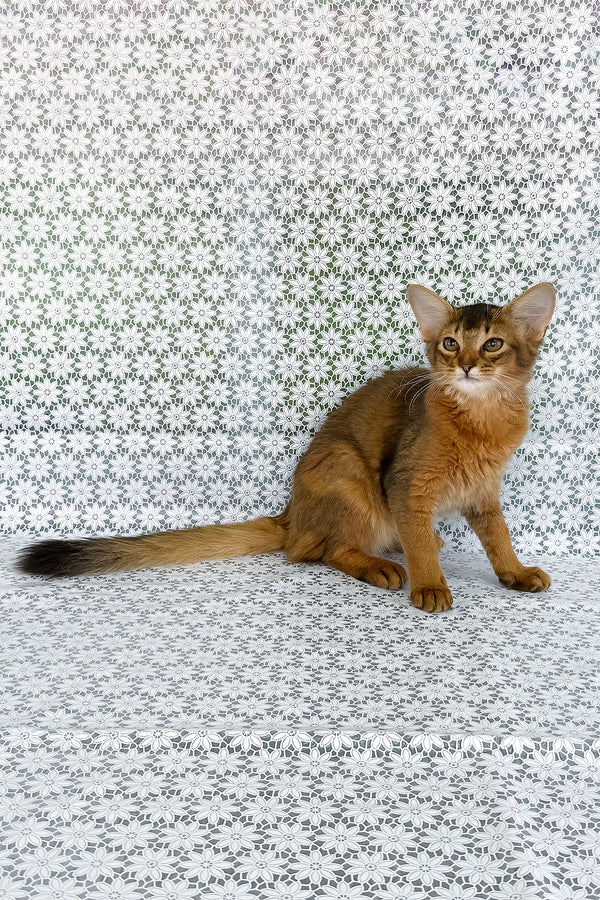 Dzhenifer | Somali Kitten