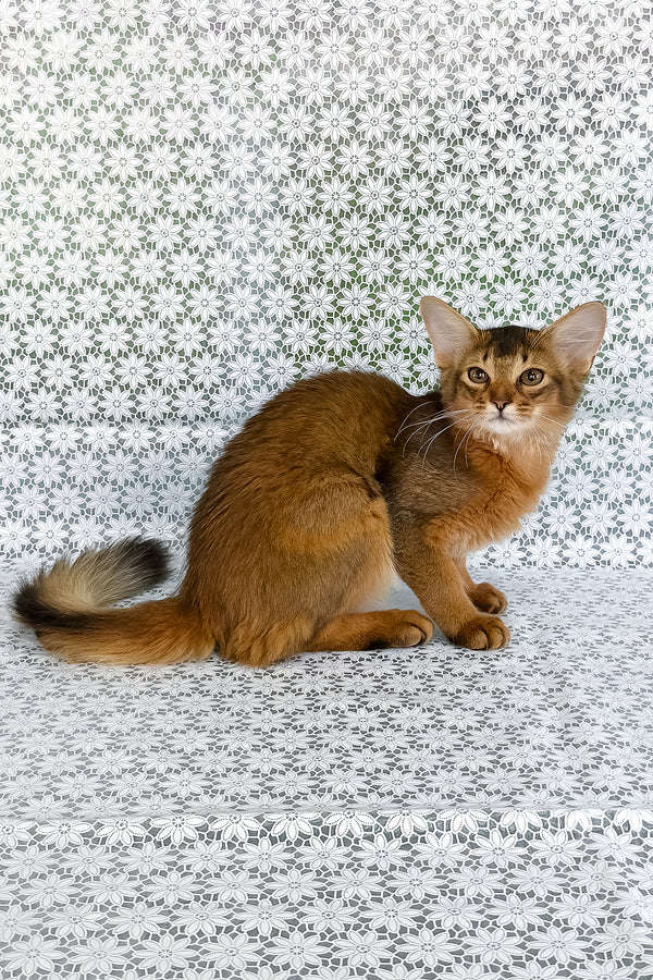 Dzhenifer | Somali Kitten