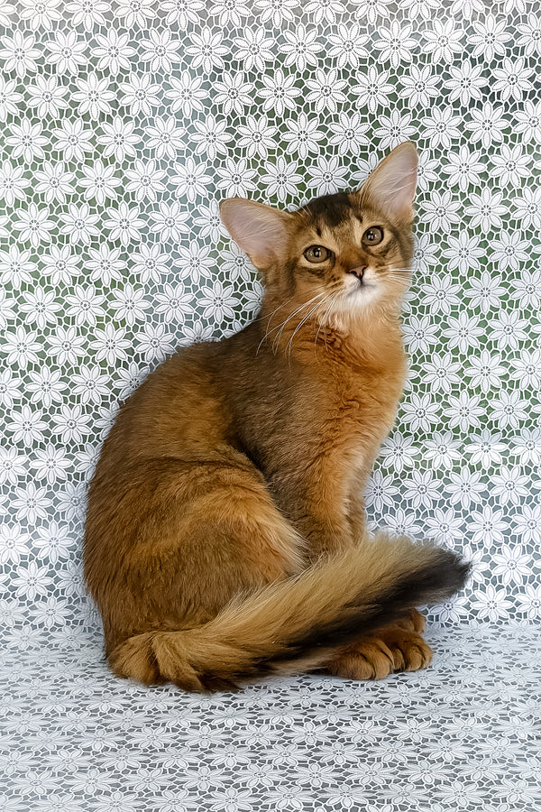 Dzhenifer | Somali Kitten