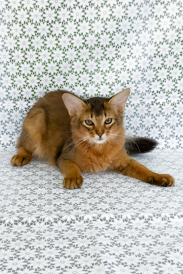 Dzhenifer | Somali Kitten