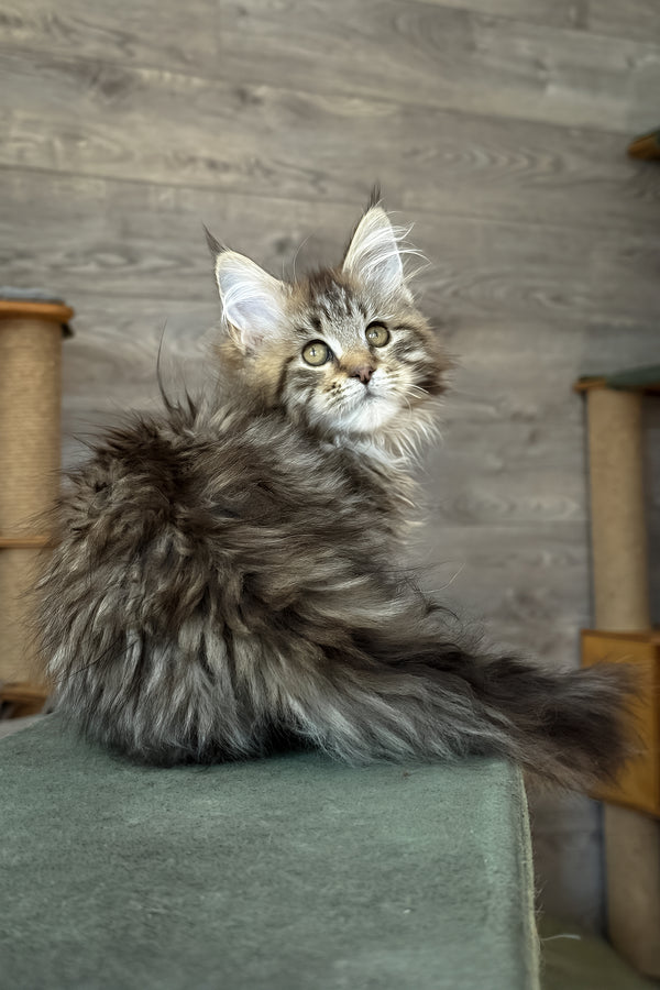 Amina | Maine Coon Kitten