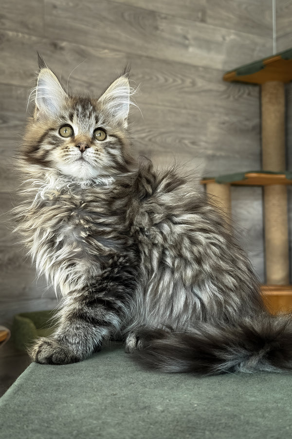 Amina | Maine Coon Kitten