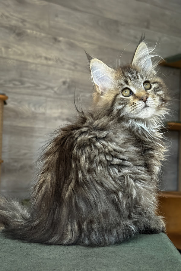 Amina | Maine Coon Kitten